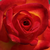 Galben-roșu - Trandafir pentru straturi Floribunda - Alinka